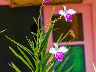 Cabaña Orquídeas - Finca Hotel Cabañas y Flores - Jericó, Antioquia - image - 8