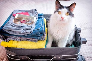 Pet Friendly - Finca Hotel Cabañas y Flores - Jericó, Antioquia - image - 6