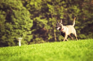 Pet Friendly - Finca Hotel Cabañas y Flores - Jericó, Antioquia - image - 2